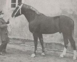 stallion Flipper (Heavy Warmblood, 1963, from Flirt 473)