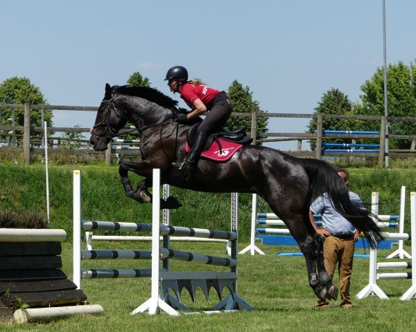 jumper Condiro 4 (Hanoverian, 2013, from Tannenhof's Chacco Chacco)