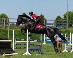 jumper Condiro 4 (Hanoverian, 2013, from Tannenhof's Chacco Chacco)