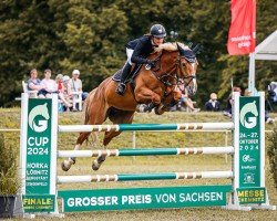 jumper Coachella J (Oldenburg show jumper, 2013, from Cador 5)