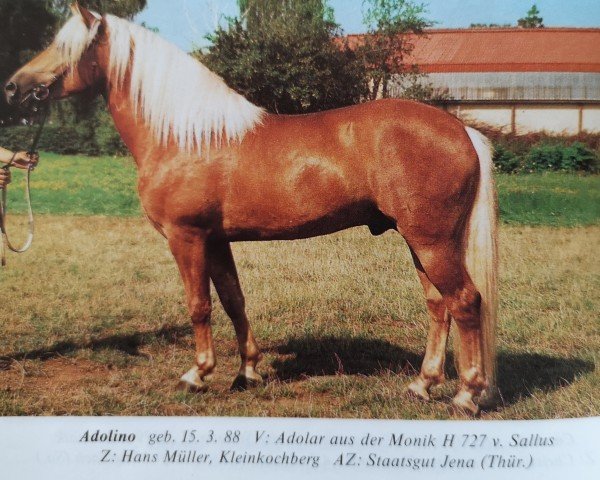 Deckhengst Adolino (Haflinger, 1988, von Adolar 100)