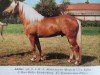 stallion Adolino (Haflinger, 1988, from Adolar)