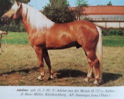 stallion Adolino (Haflinger, 1988, from Adolar 100)