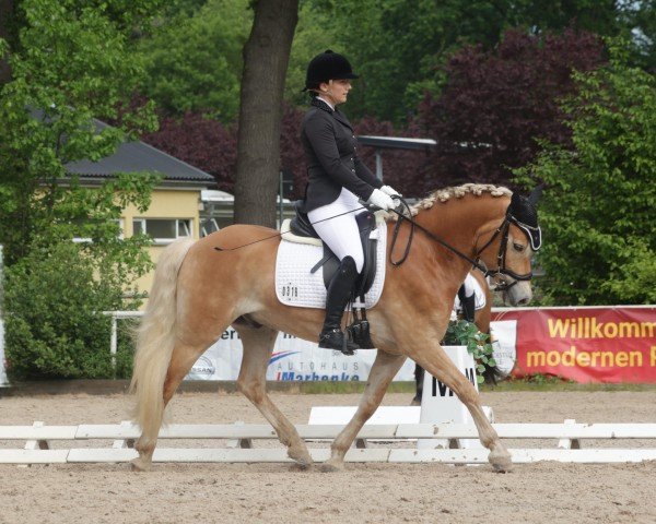 dressage horse Wellington's Bo (Edelbluthaflinger, 2020, from Wito (5,86% ox))