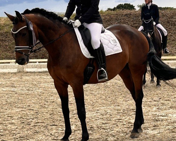 dressage horse Donna Rubin 6 (Oldenburg, 2014, from Damsey FRH)