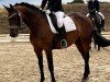 dressage horse Donna Rubin 6 (Oldenburg, 2014, from Damsey FRH)