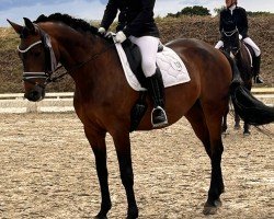 dressage horse Donna Rubin 6 (Oldenburg, 2014, from Damsey FRH)