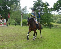 jumper Bachello A (German Sport Horse, 2016, from Blockbuster)