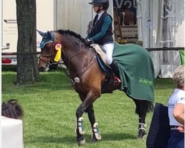 stallion Maruto (German Riding Pony, 2012, from Makuna Matata WE)