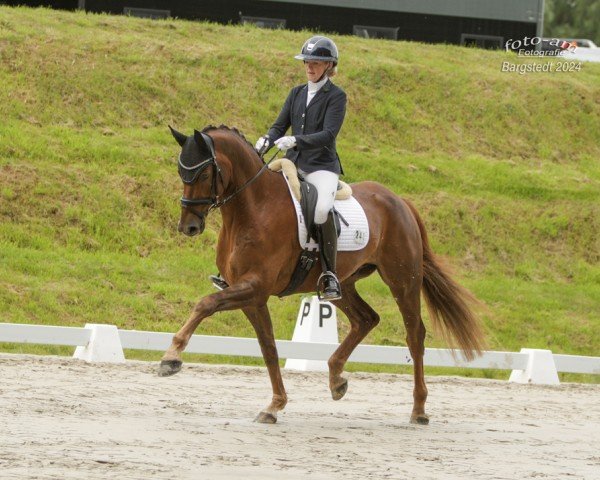 dressage horse Baron 372 (German Sport Horse, 2018, from Ben Benicio)