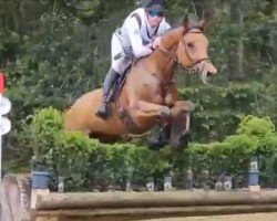 jumper Lanciano (Belgian Warmblood, 2011, from Der Senaat 111)