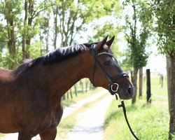 dressage horse Mary Poppins 5 (Oldenburg, 2005, from Depardieu 11)