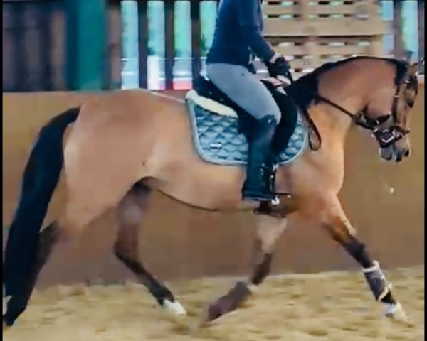 dressage horse Sissi Saphira Royale (German Riding Pony, 2021, from DSP Cosmo Royale)