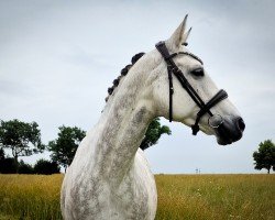 dressage horse Unikat (Hanoverian, 2011, from United)