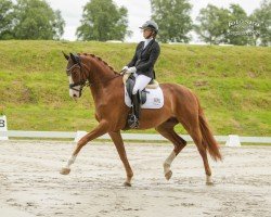 dressage horse Irvine 4 (Oldenburg, 2019, from Asgard's Ibiza)