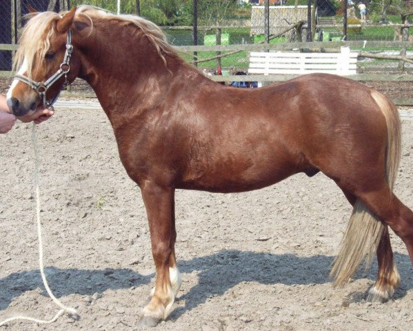 horse Thajo (Welsh mountain pony (SEK.A), 2003, from Sumrin Thor)