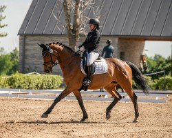 broodmare Sissi 804 (German Sport Horse, 2009, from Silberschmied)