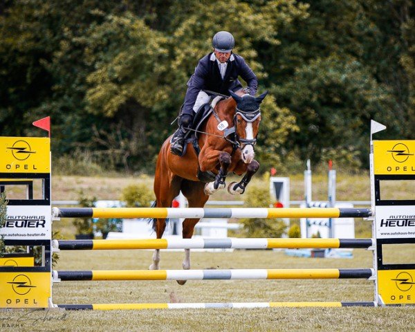 jumper Puste-Blume (Oldenburg show jumper, 2019, from Casallco)