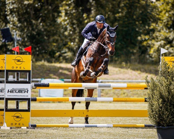 jumper Cornets Vulkan Dree Boeken (Hanoverian, 2018, from Cornet Obolensky)