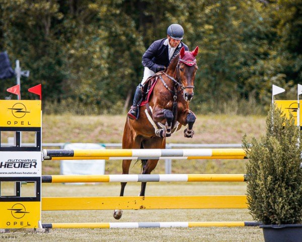 jumper Gemstone Z (Zangersheide riding horse, 2019, from George Z)