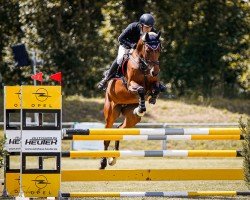 jumper Abigail 96 (German Sport Horse, 2018, from Cesaro)