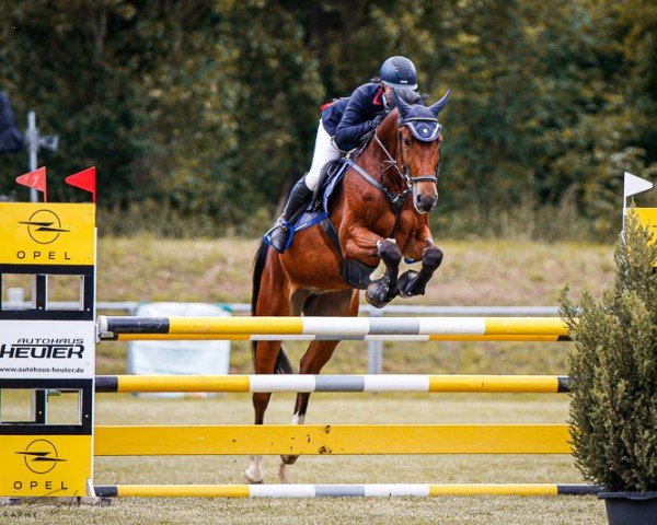 Springpferd Vulcario (Deutsches Sportpferd, 2018, von Vulkato)