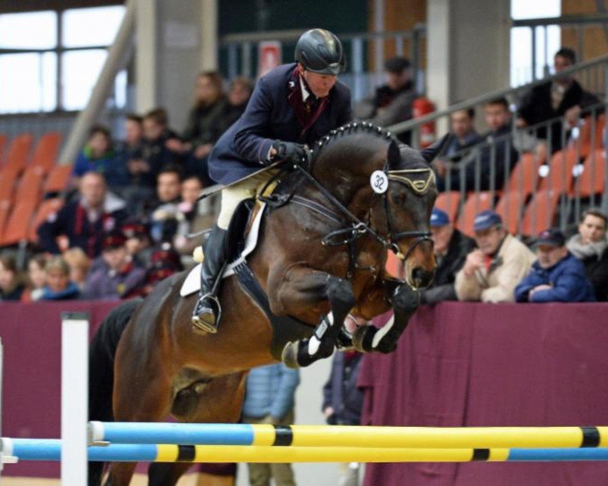 stallion Vulkato (German Sport Horse, 2011, from Vulkano FRH)