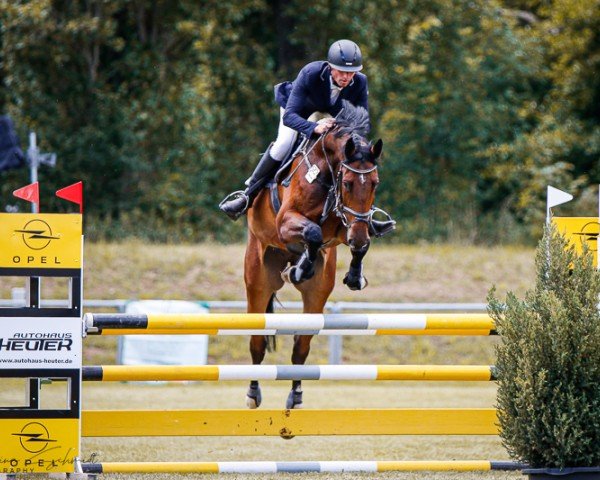 jumper Clermont (German Sport Horse, 2019, from Contendro I)