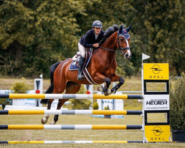 Springpferd Sweet Montana (Deutsches Sportpferd, 2018, von Lord Lindenau)