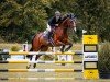 jumper Sweet Montana (German Sport Horse, 2018, from Lord Lindenau)