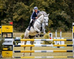 jumper Mary Blue 5 (Oldenburg show jumper, 2017, from Chacoon Blue)