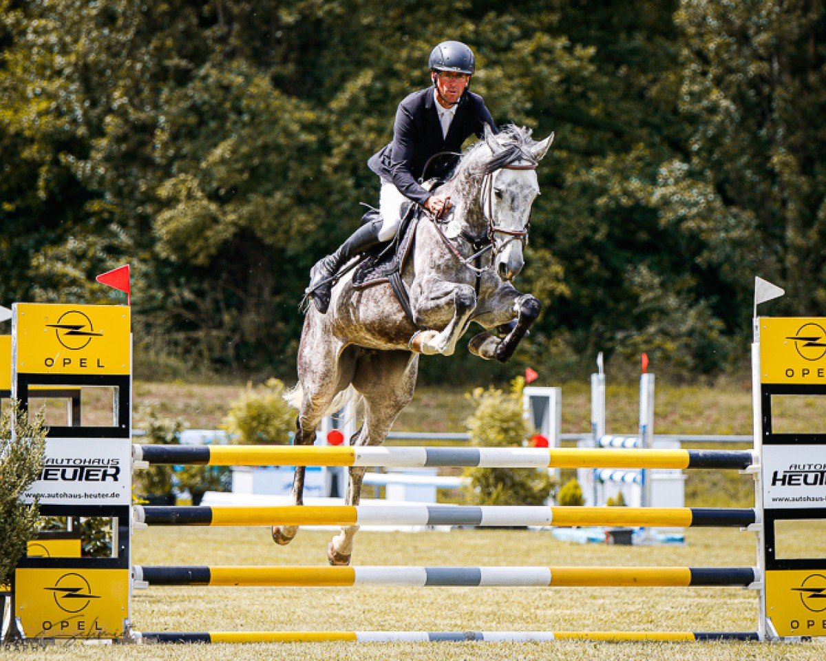 jumper Tania 13 (Oldenburg show jumper, 2018, from Cellestial)