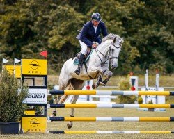 jumper Calista 71 (German Sport Horse, 2018, from Carinue)