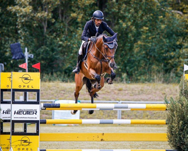 jumper Chapo 4 (German Sport Horse, 2018, from Chaman)