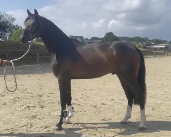 dressage horse Jovinio (Hanoverian, 2020, from Jovian)