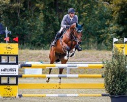 jumper Contina PS (Oldenburg show jumper, 2018, from Continental Blue)