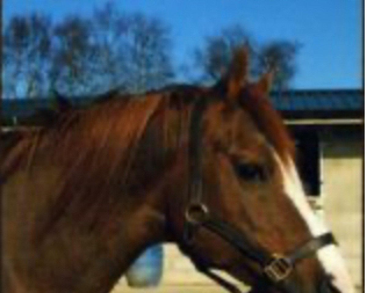 Deckhengst Red House Condor ox (Vollblutaraber, 1986, von Indian Thunder ox)