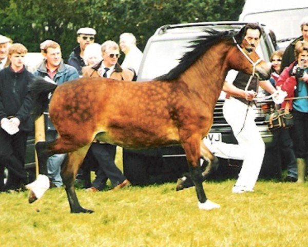 Pferd Broadley Ffion (Welsh-Cob (Sek. D), 1996, von Derwen Royal Express)