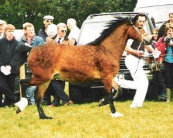 horse Broadley Ffion (Welsh-Cob (Sek. D), 1996, from Derwen Royal Express)