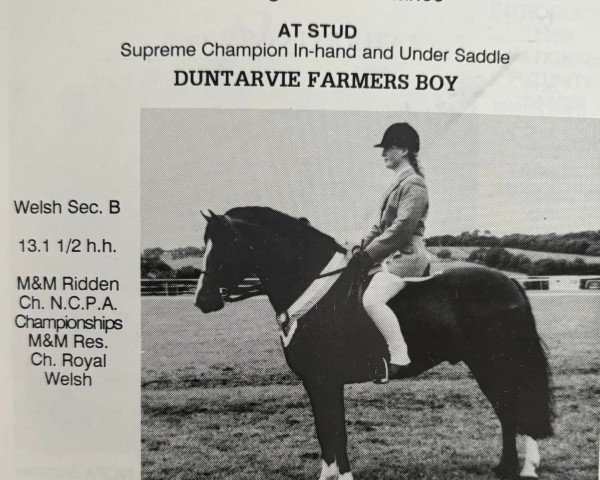 horse Duntarvie Farmers Boy (Welsh-Pony (Section B), 1985, from Longnewton Maestro)