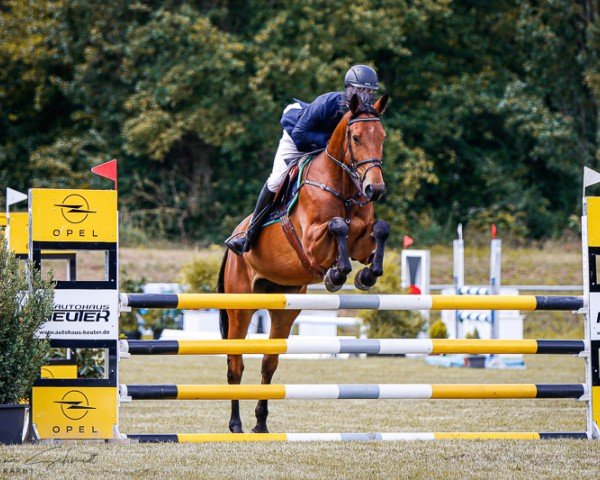 jumper Harrison 17 (German Sport Horse, 2019, from Hold Up Premier)