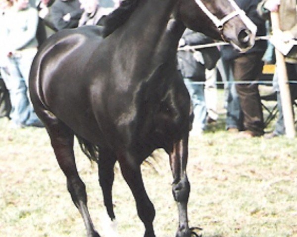 broodmare Dyffryngwy Sian's Lady (Welsh-Cob (Sek. C), 2003, from Derwen Royal Express)