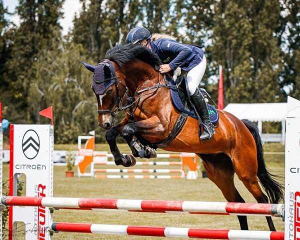 jumper Ajalin WH (German Sport Horse, 2018, from Inliner)