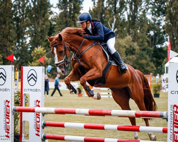 jumper Arya 17 (German Sport Horse, 2019, from Askari)
