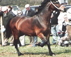 broodmare Tyrpentre Royal Princess (unknown,  , from Derwen Royal Express)