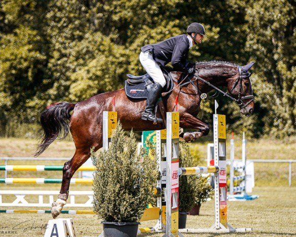 jumper Olizza 3 (German Sport Horse, 2019, from Cristallino)