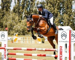 jumper Carismo 30 (German Sport Horse, 2020, from Comme il Faut)