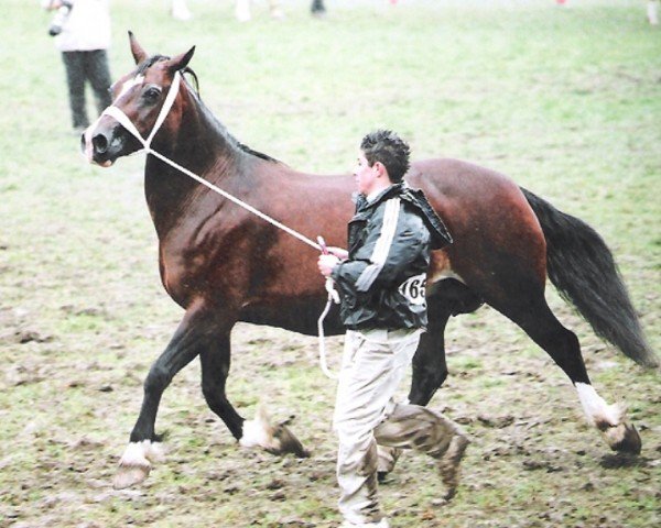 Zuchtstute Kestos Ceridwen (Welsh-Cob (Sek. D), 1991, von Derwen Royal Express)