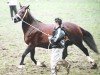 broodmare Kestos Ceridwen (Welsh-Cob (Sek. D), 1991, from Derwen Royal Express)