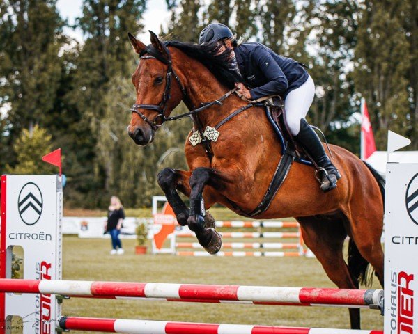 jumper Oakheart K (German Sport Horse, 2020, from Origi D'o)